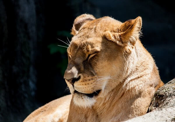 This Lion at a Philippine Zoo Is Blind Because of a ‘Breeding Mistake’