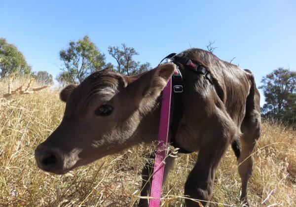 Barnaby Was Saved From Being Shot in the Head on a Dairy Farm