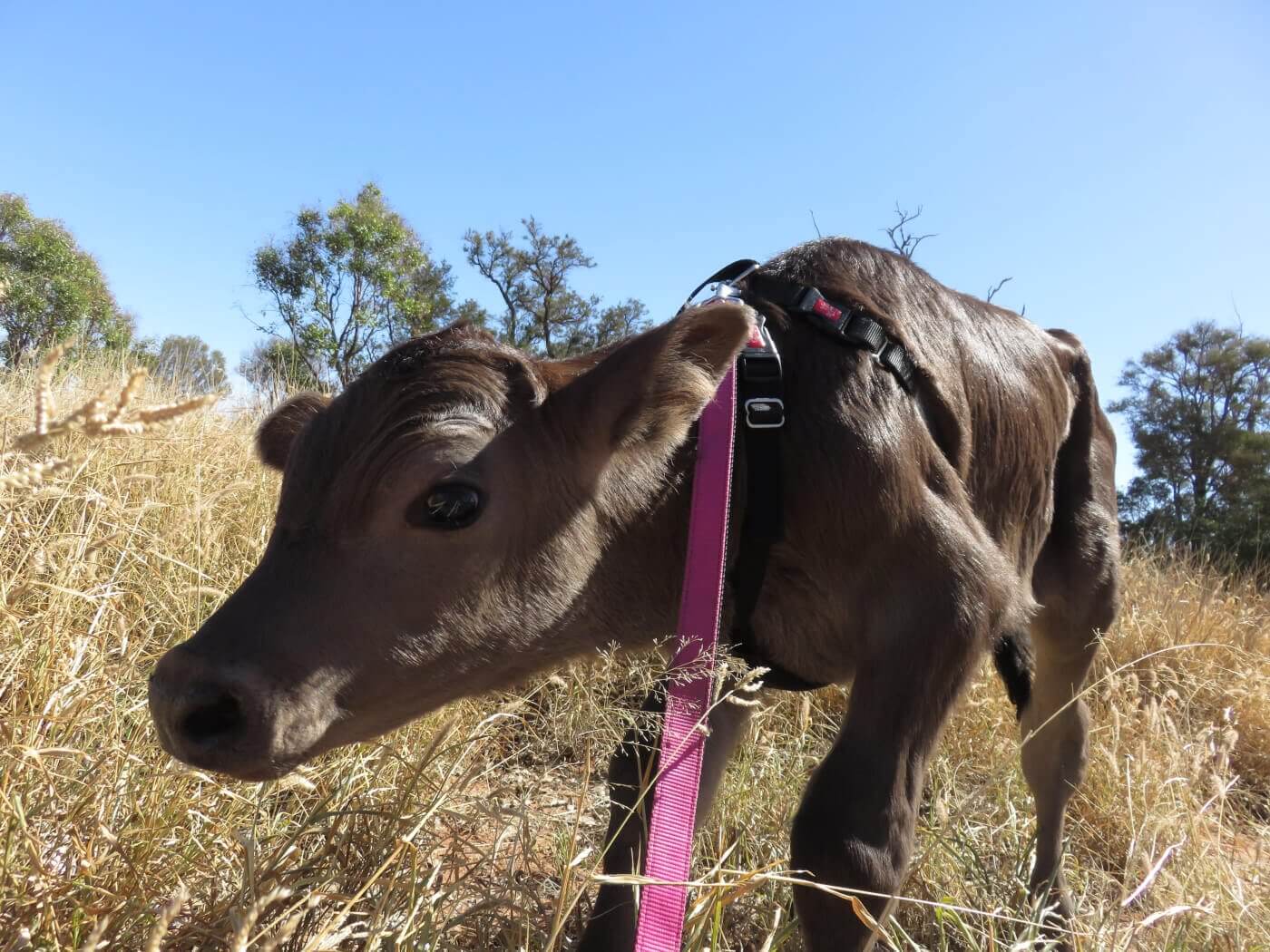 Barnaby Was Saved From Being Shot in the Head on a Dairy Farm