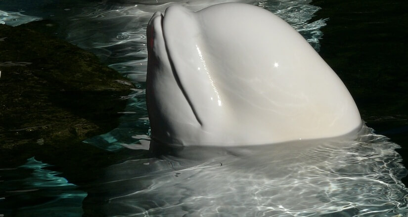 Outrage Over Marine Park That Forced a Beluga Whale to Wear Lipstick