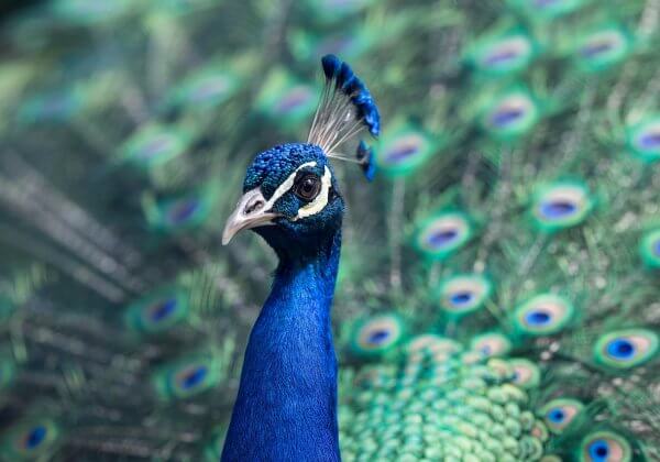 Beautiful Peacock Is Latest to Die for People’s Selfies With Animals