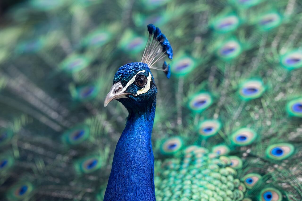 Beautiful Peacock Is Latest to Die for People’s Selfies With Animals