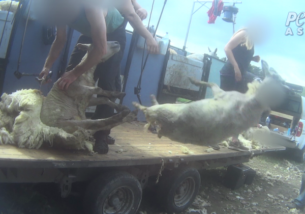 Sheep in the U.K. Beaten, Stomped on, Cut, and Killed for Their Wool