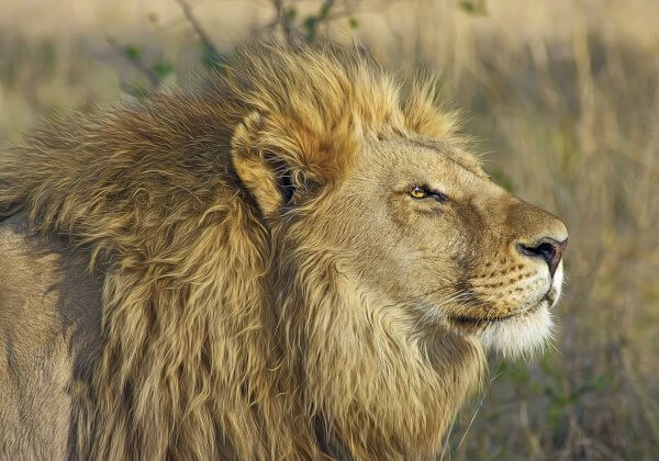 Lions Leave Behind Only Bloody Bits of Rhino Poachers
