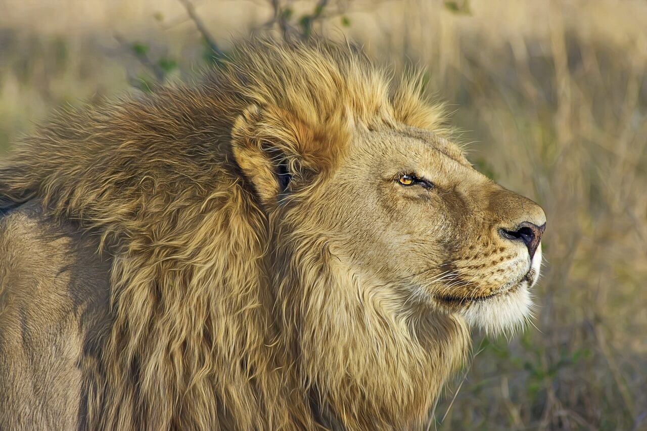 Lions Leave Behind Only Bloody Bits of Rhino Poachers