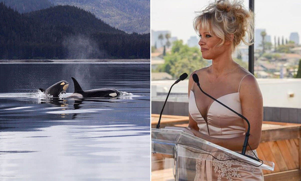 Russia Wants to Capture Wild Orcas, and Pamela Anderson Isn’t Having It