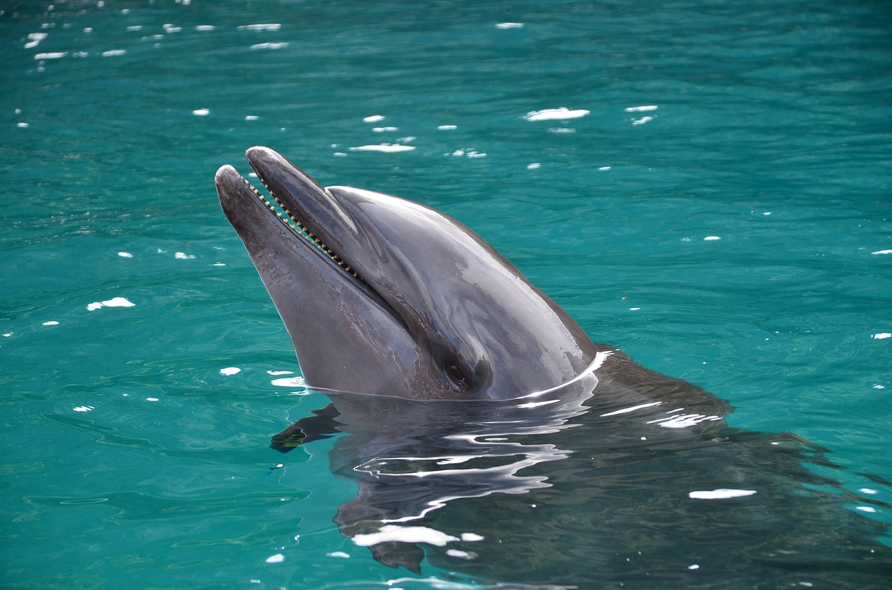 Dolphin