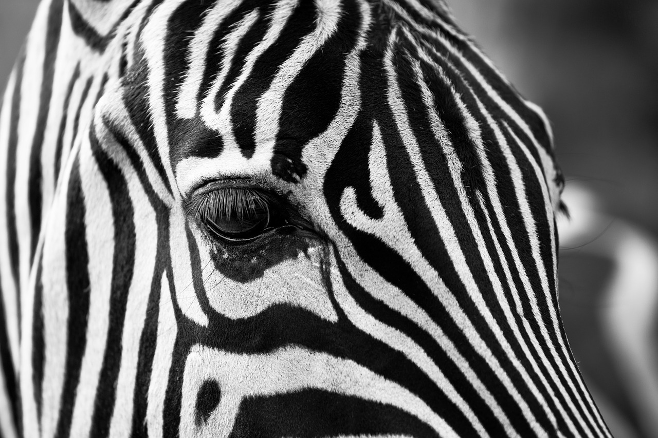 Zoo Reportedly Paints Donkeys as Zebras, Proving It Has No Respect for Animals