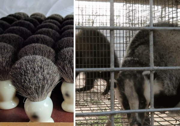 Victory! Companies Ban Badger-Hair Brushes After Shocking PETA Investigation