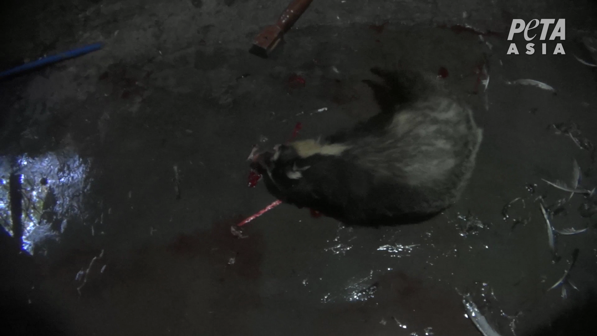 Badger bashed 2