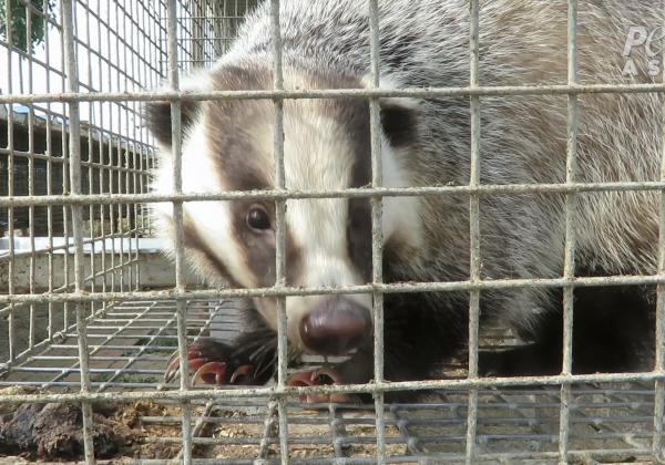 Frightened Badgers Killed for Makeup, Shaving, and Paint Brushes