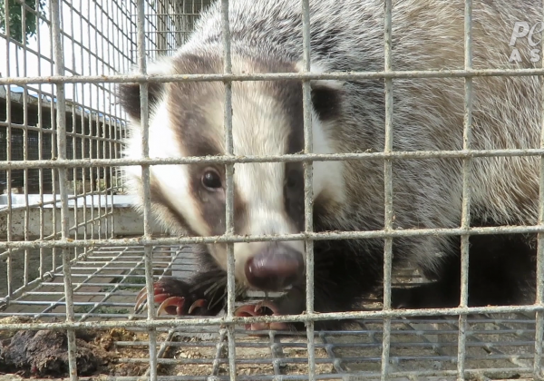 怯え傷ついたアナグマは化粧、髭剃り、絵筆のために暴力的に殺される