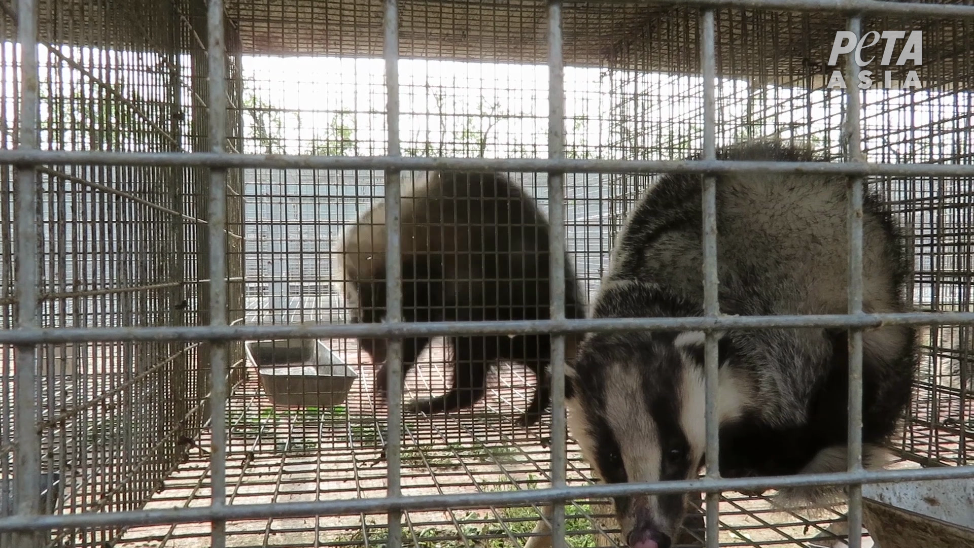 Badger cage 3