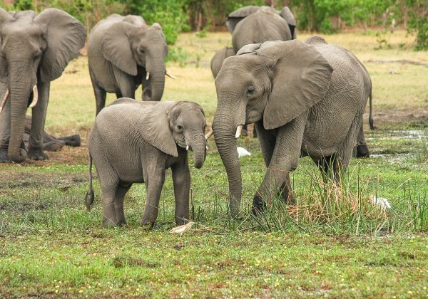 90 Elephants Killed—Urge Botswana to Act NOW!