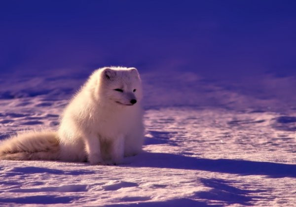 Victory! Burberry Bans Fur and Angora