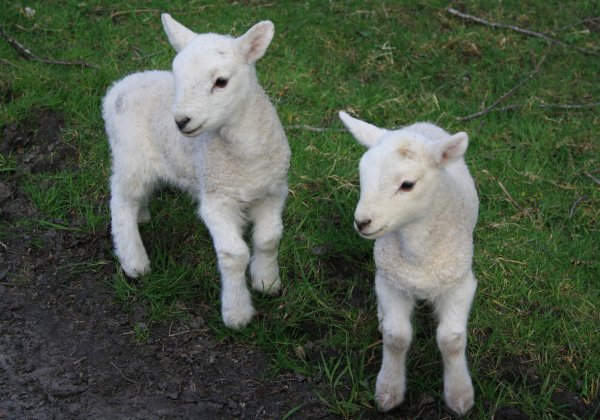 Victory! New Zealand Bans Mulesing Mutilations of Sheep