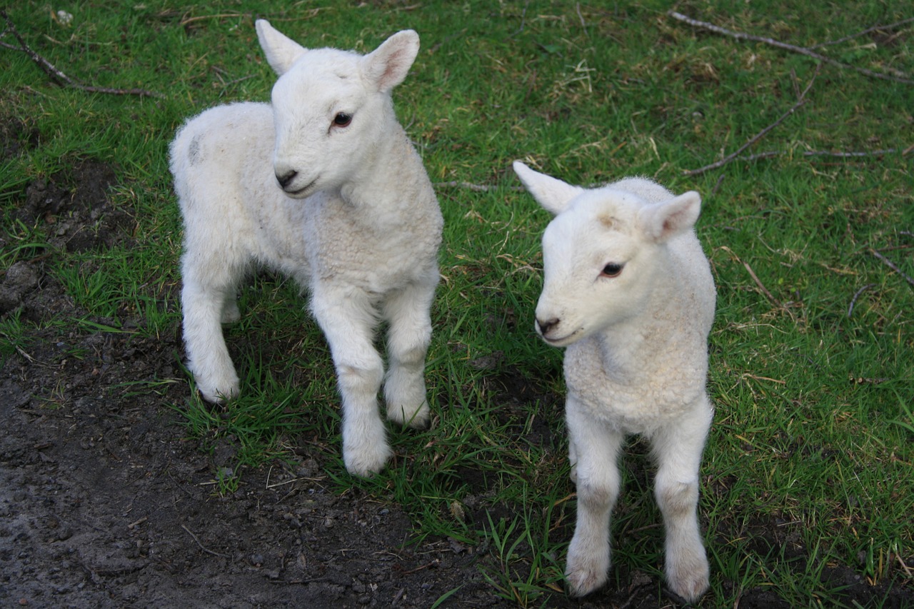 Victory! New Zealand Bans Mulesing Mutilations of Sheep