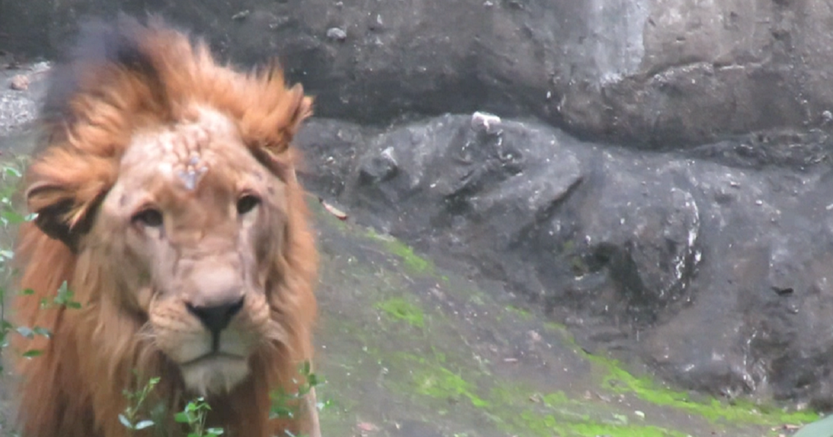 Video: This Lion’s Seizure Is Another Reason Why the Manila Zoo Needs to Close