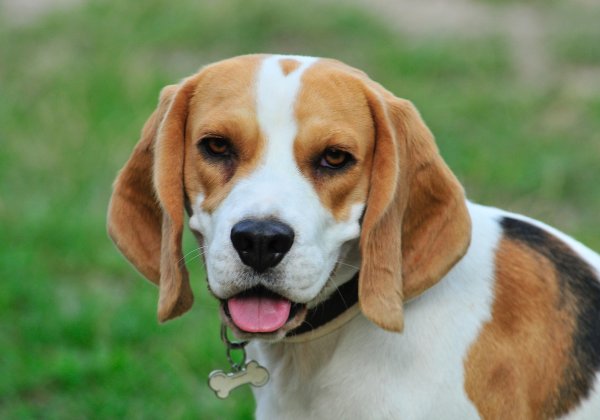 Victory! South Korea Ends Cruel Poisoning Test on Dogs