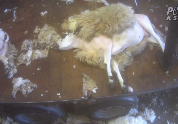 Sheep Beaten, Kicked, Cut, and Thrown Around in Scotland