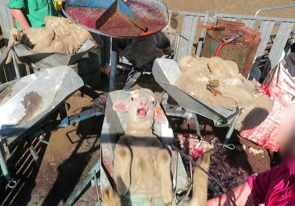 Exposed Again: Crying Lambs’ Flesh and Tails Cut and Burned Off, Sheep Beaten in the Face for Wool in Australia