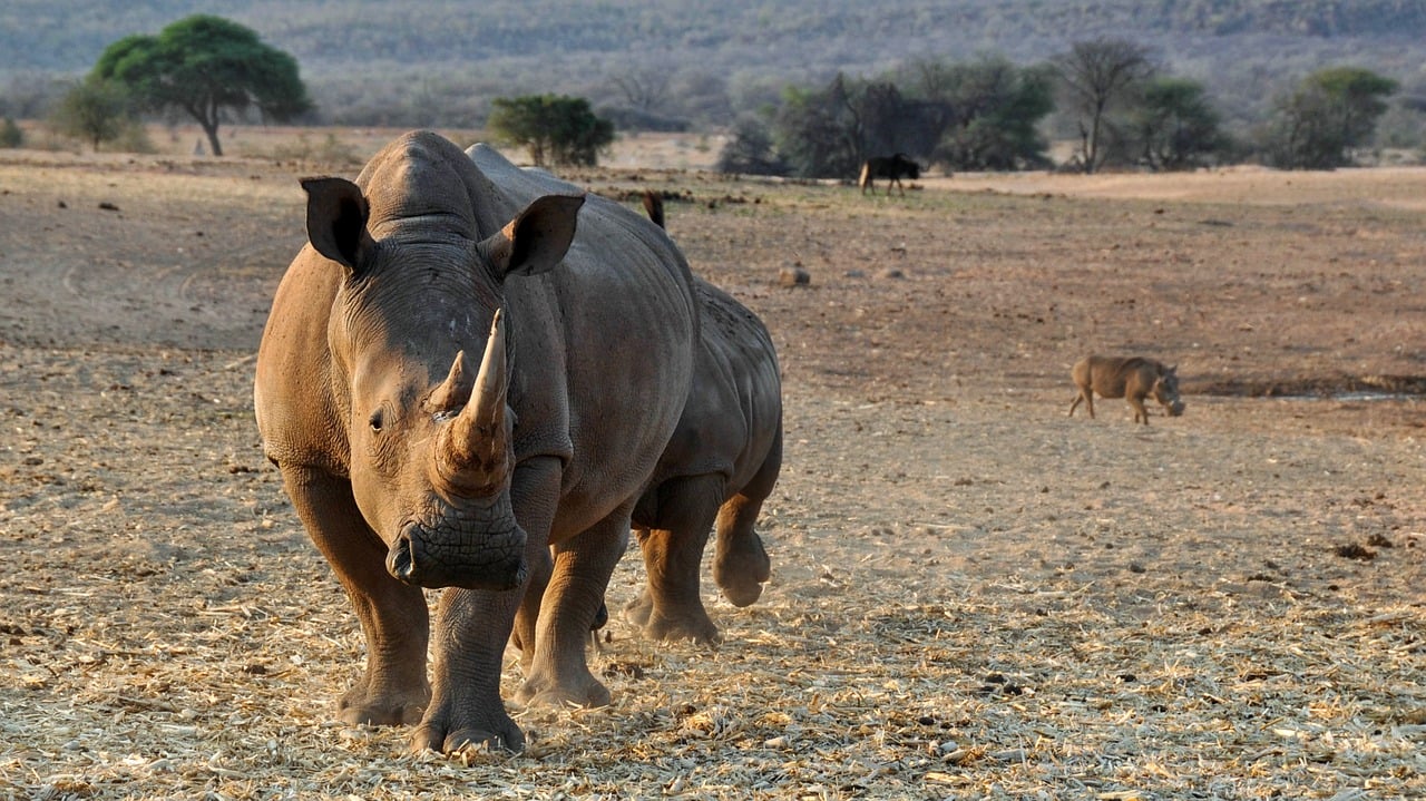 A Win for Animals! China Reinstates Ban on Rhino Horn and Tiger Bone
