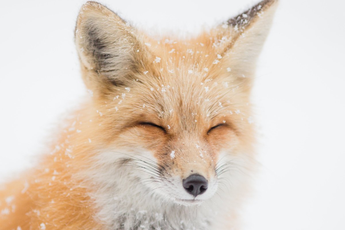 Another Fashion Victory! Chanel Bans Fur and Exotic Skins