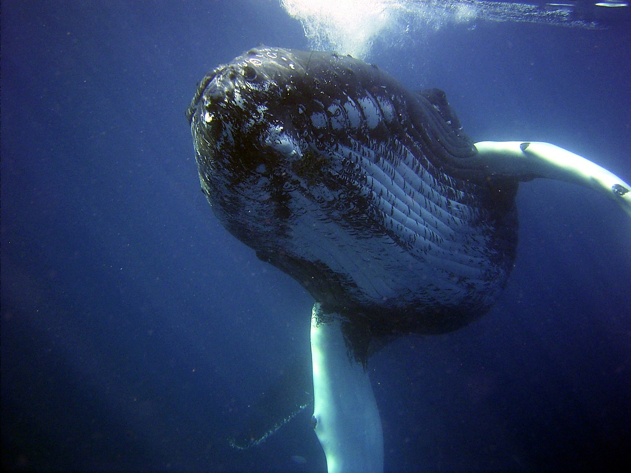 Dead Whale Had Swallowed Plastic Bottles, Bags, Shoes, 115 Cups