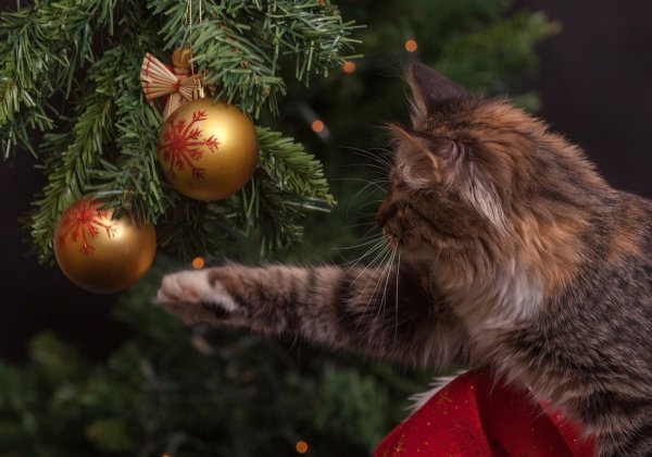 How to Cat-Proof Your Christmas Tree