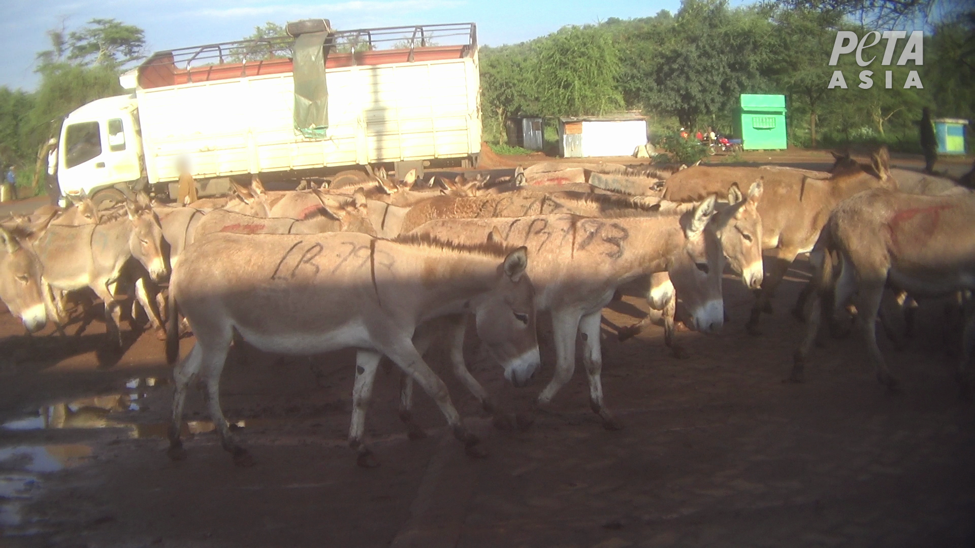 donkeys in pen