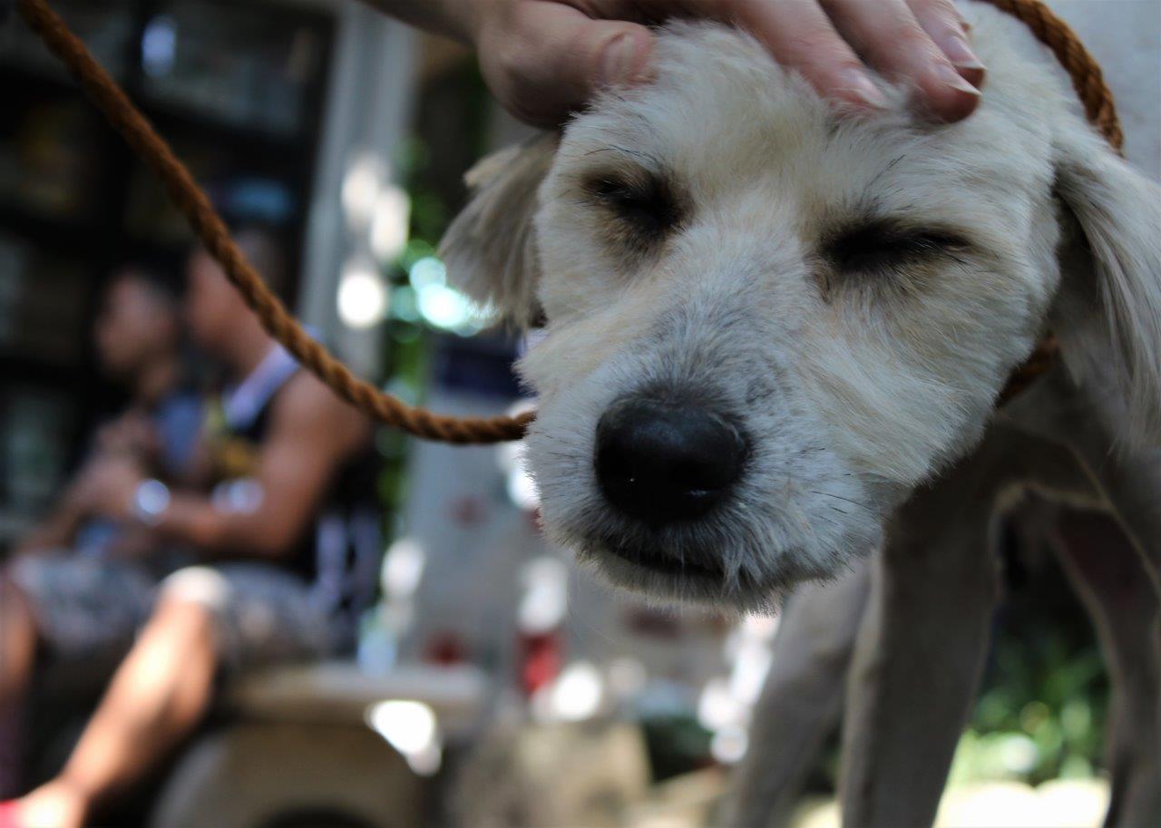 PETA Rushes to Help Animals Affected by Disastrous Fire in the Philippines
