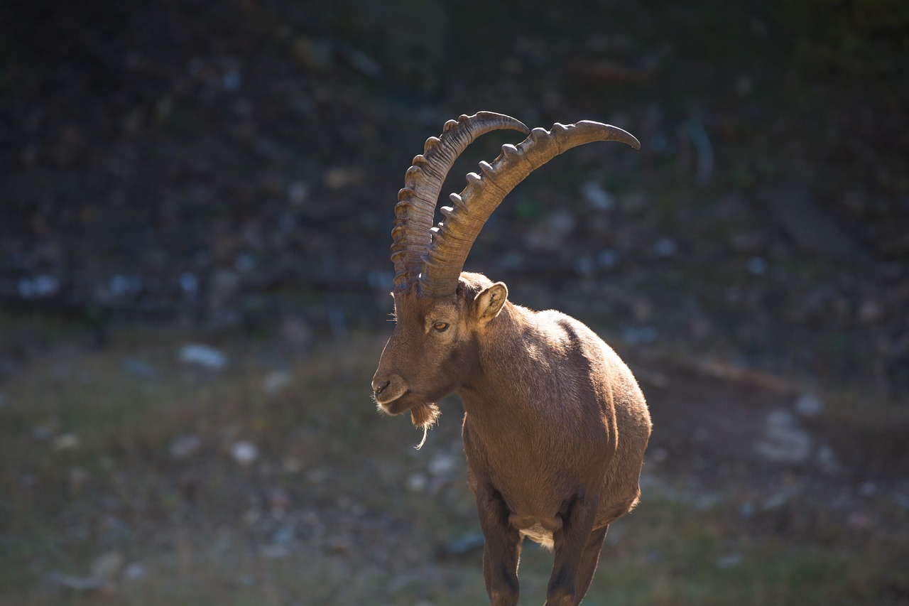 Rare Animal Killed by Trophy Hunter