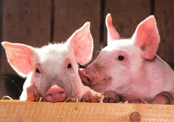 Happy Year of the Pig! Here’s 11 Reasons Why Pigs are Awesome
