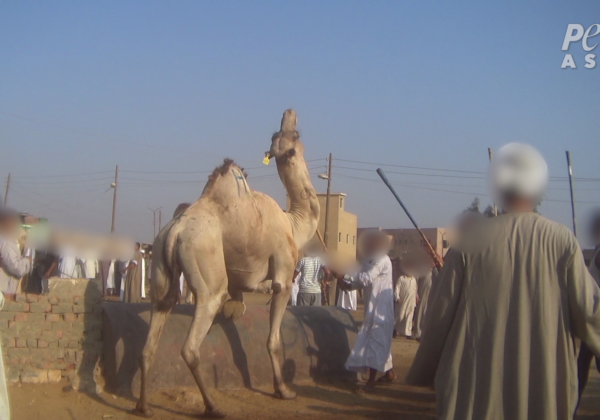 Tourists Beware: Animals Beaten, Abused at One of the Seven Wonders of the World
