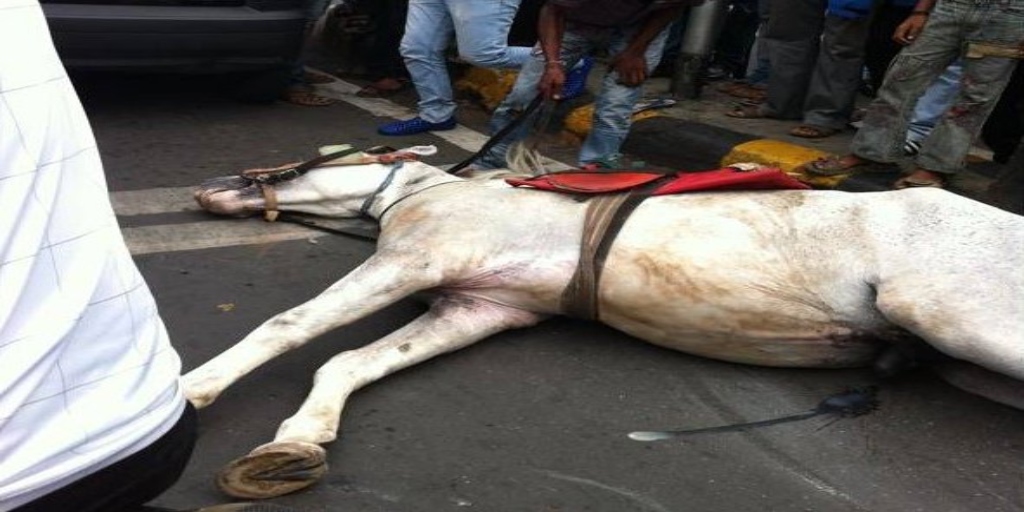 Horse Collapses in the Philippines in Heavy Traffic and Extreme Hot Weather