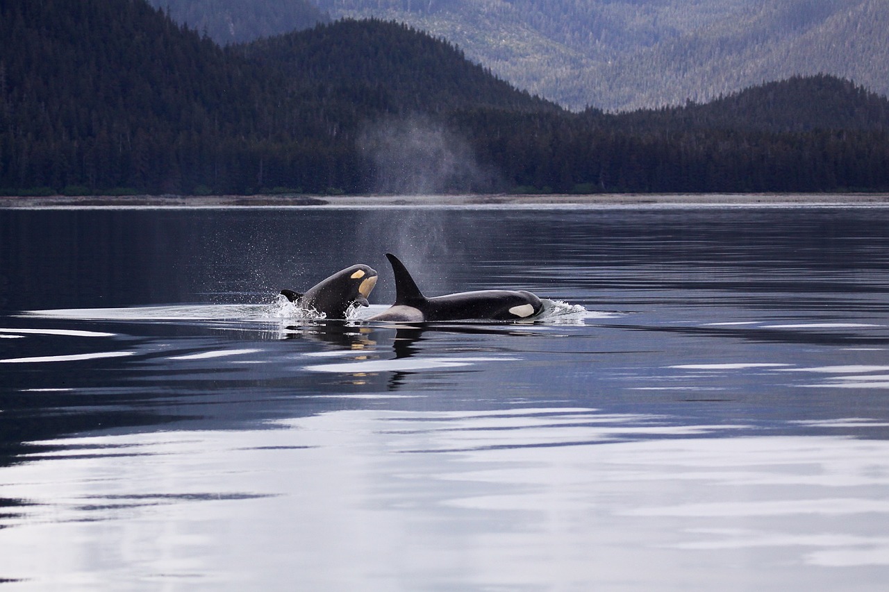 UPDATE: All Orcas and Belugas Finally Free From Russian ‘Whale Jail’