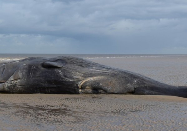 Yet Another Whale Dies From Ingesting Plastic Bags—This Time in the Philippines