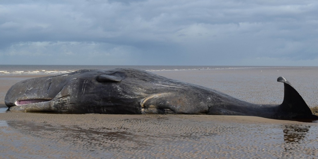 Yet Another Whale Dies From Ingesting Plastic Bags—This Time in the Philippines