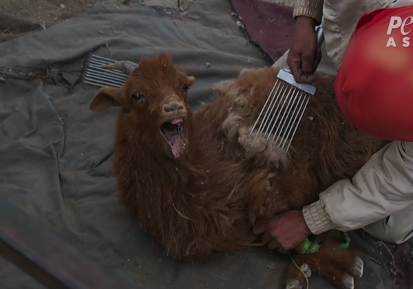 Harry Potter Knitwear Firm Bans Cashmere Following PETA’s Investigation