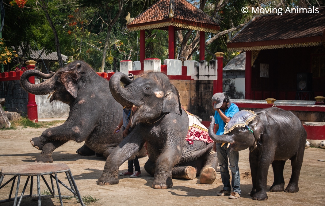 Update: Baby Elephant’s Legs Snap During Trick