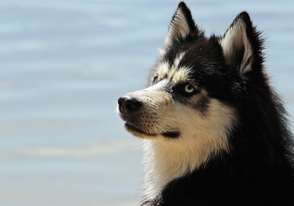 ‘Game of Thrones’ Star Jerome Flynn Warns Direwolf Trend Is Hurting Huskies