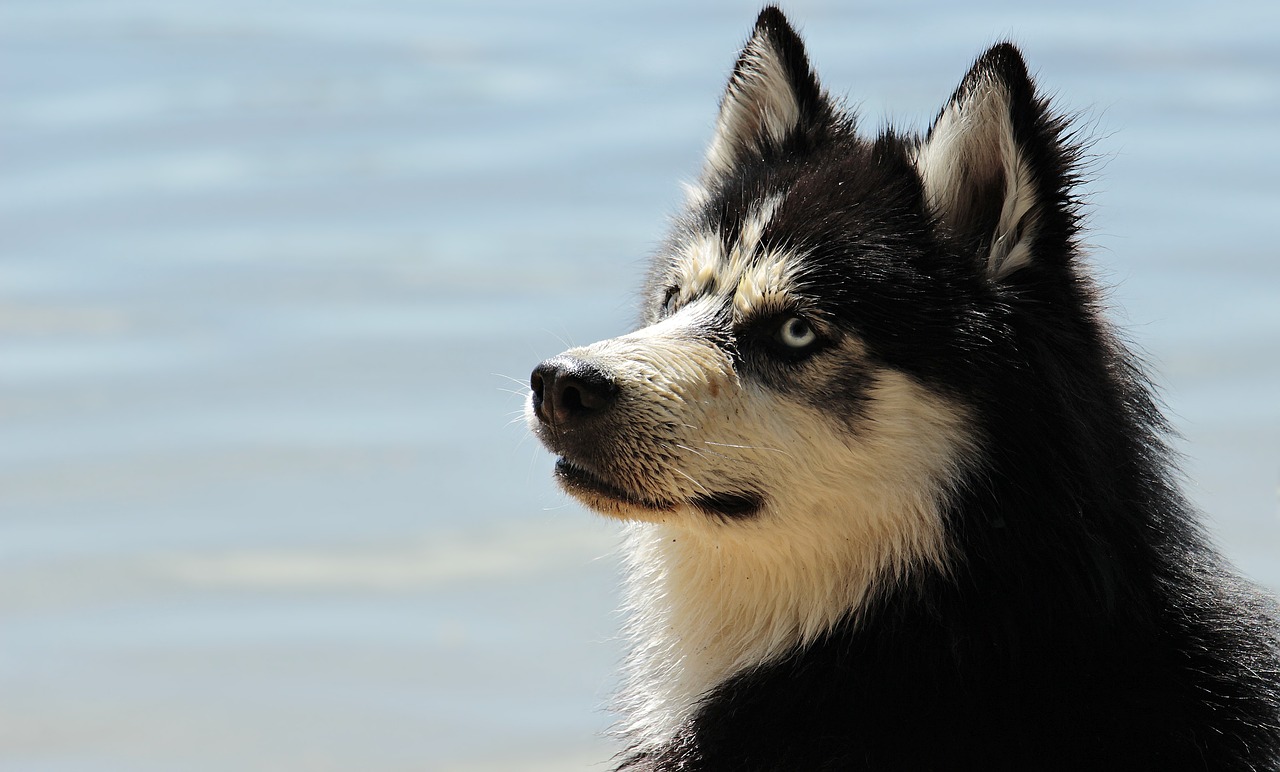 ‘Game of Thrones’ Star Jerome Flynn Warns Direwolf Trend Is Hurting Huskies