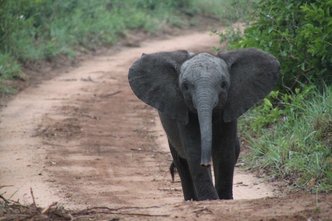 Three Quotes That Prove Tim Burton’s ‘Dumbo’ Is Worth the Tears