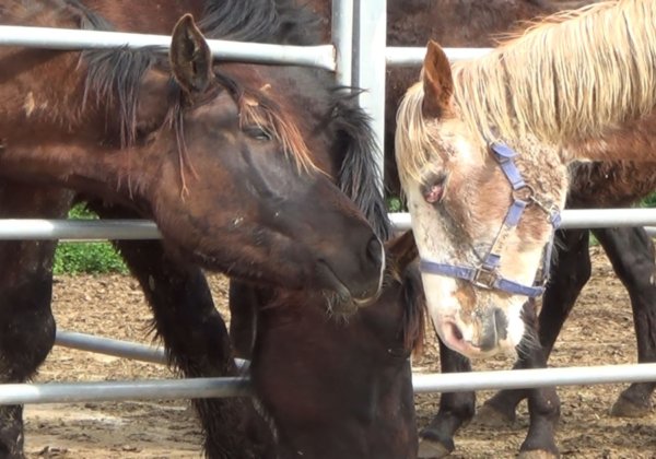 South Korean Police Investigate Abuse and Slaughter of Racehorses Following PETA Exposé