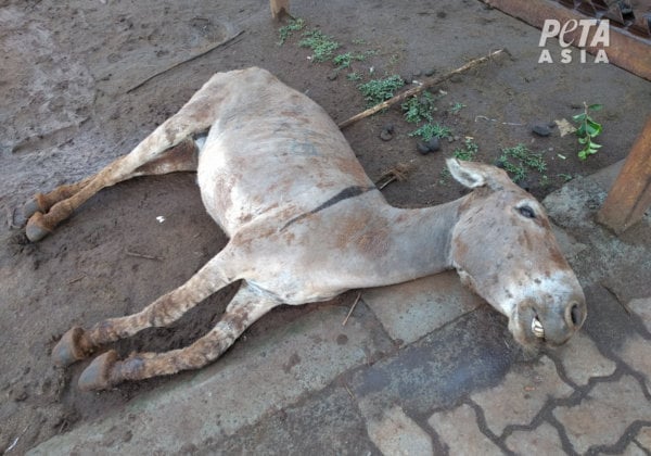 Donkeys Are Being Butchered; PETA Is Campaigning to End This Cruelty