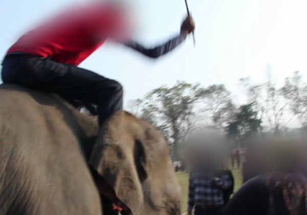 Airport Bans PETA’s Ad Opposing the Chitwan Elephant Festival