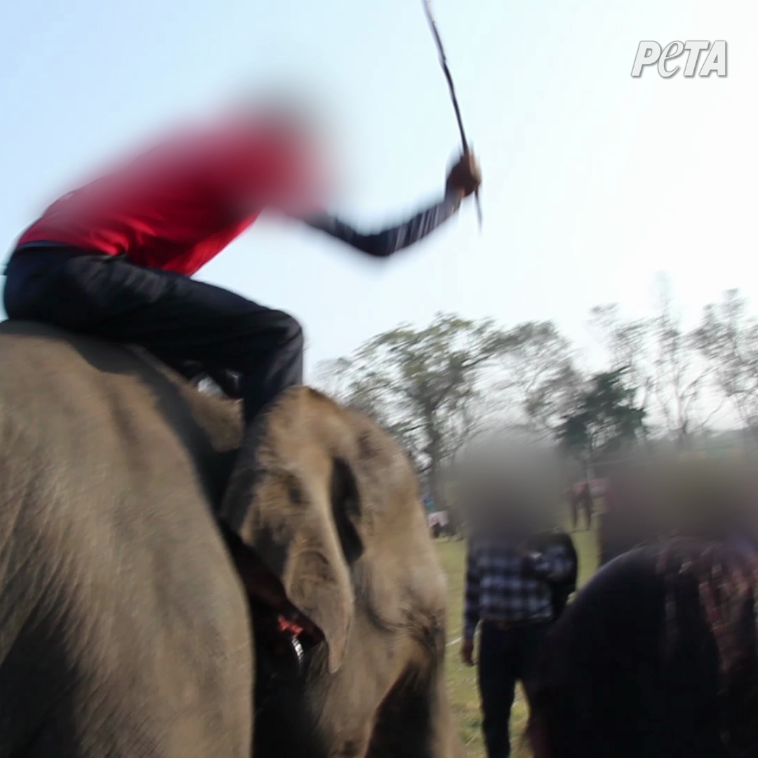 Airport Bans PETA’s Ad Opposing the Chitwan Elephant Festival