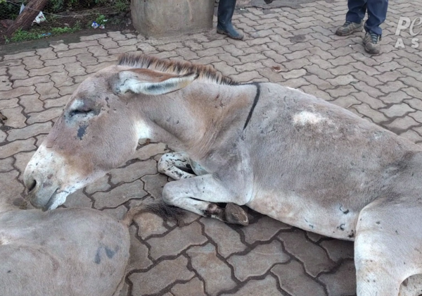 Donkeys in Kenya Slaughtered for Traditional Chinese Medicine