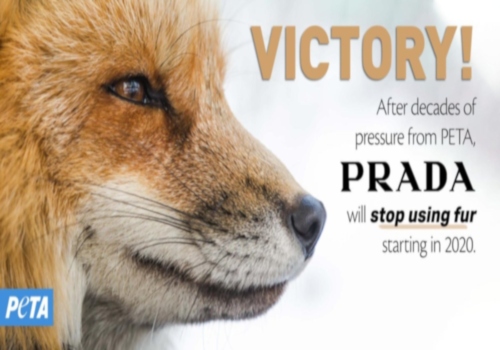 Victory! Prada Is Going #FurFree