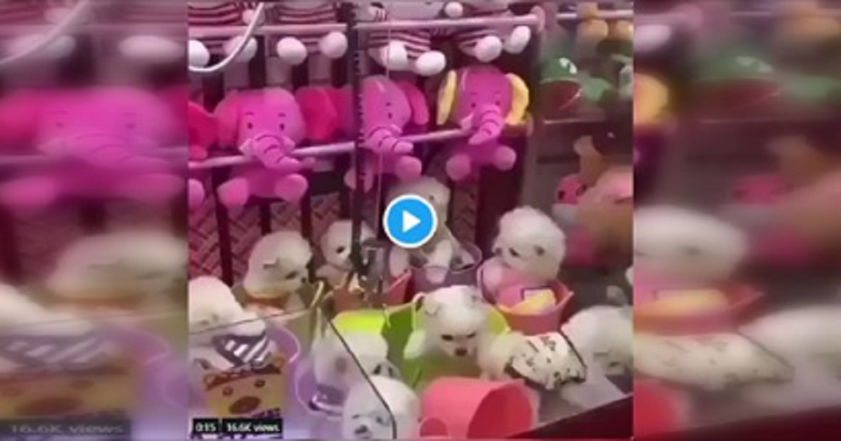 Outraged by the ‘Live Puppy Claw Machine’? Here’s What You Can Do.